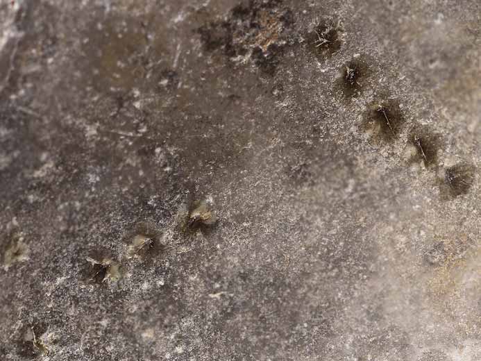 ichnofossile: biorosion de coquille fossile du jurassique Boulonnais